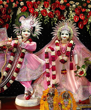 Radha Krishna Murti in Pink Attire with Floral Garlands and Anthurium Decor HD phone wallpaper
