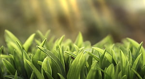 Close-up of vibrant green grass blades with soft bokeh background HD wallpaper