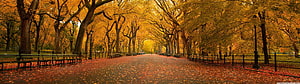 Golden Autumn Canopy Over a Tree-Lined Park Pathway with Benches and Fallen Leaves HD wallpaper