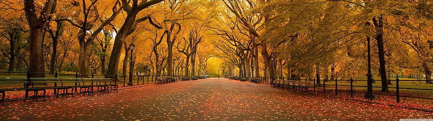 Golden Autumn Canopy Over a Tree-Lined Park Pathway with Benches and Fallen Leaves HD wallpaper