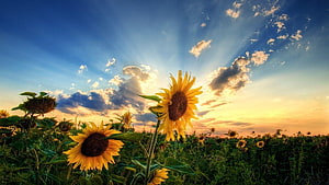 Sunflower Field at Golden Hour with Dramatic Sunset Sky and Sun Rays HD wallpaper