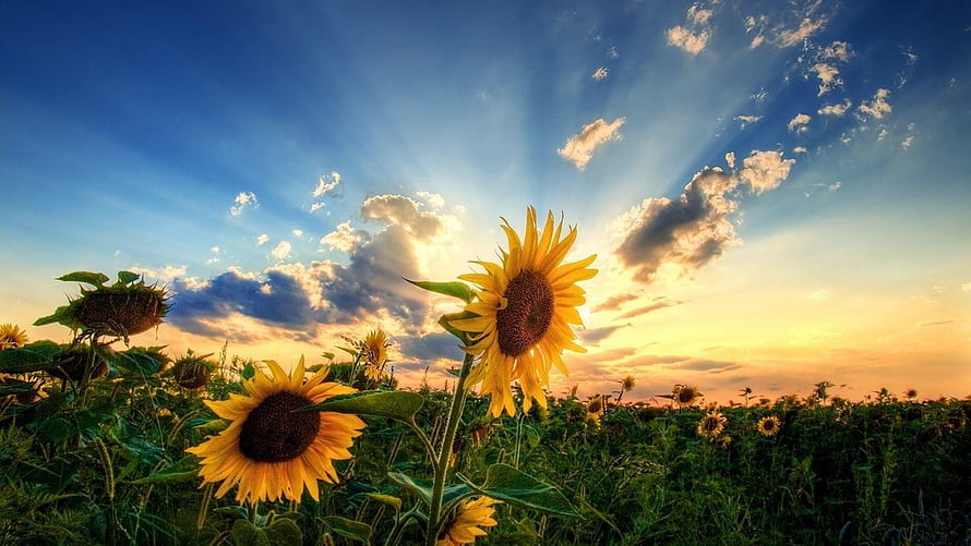 Sunflower Field at Golden Hour with Dramatic Sunset Sky and Sun Rays HD wallpaper