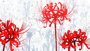 Vibrant Red Spider Lily Blooms Against a Soft White Background HD wallpaper