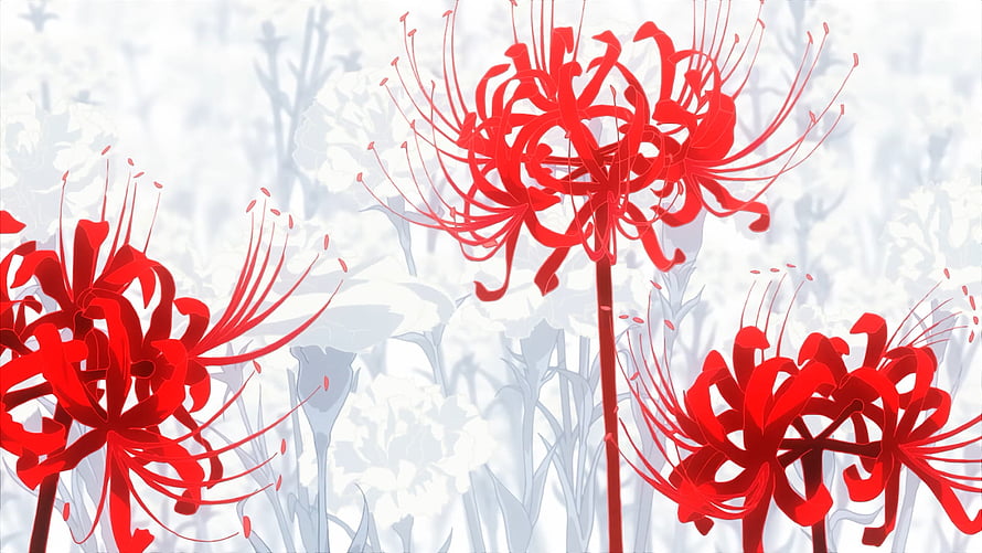 Vibrant Red Spider Lily Blooms Against a Soft White Background HD wallpaper
