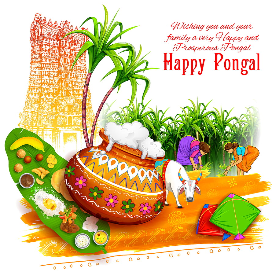 Traditional Pongal Festival Illustration Featuring Decorated Pot, Cow, and Temple HD phone wallpaper