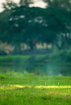 Soft Focus Green Grass Field With Blurred Trees And Misty Background HD phone wallpaper