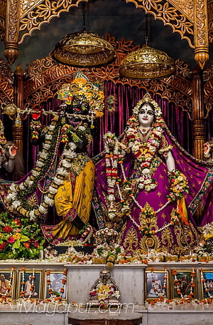 Ornate Krishna and Radha Temple Deities Adorned with Fresh Flower Garlands and Gold Jewelry HD phone wallpaper