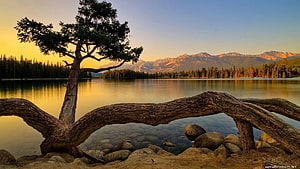 Serene Mountain Lake at Golden Hour with Pine Tree and Rocky Shoreline HD wallpaper
