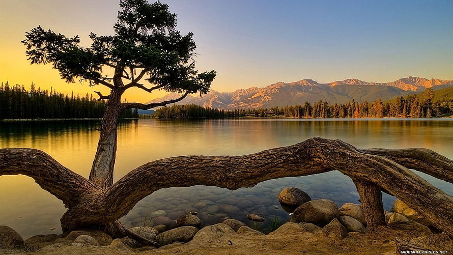 Serene Mountain Lake at Golden Hour with Pine Tree and Rocky Shoreline HD wallpaper