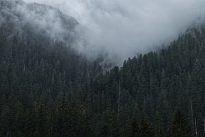 Moody Misty Forest Landscape with Dark Evergreen Trees and Low Hanging Fog HD wallpaper