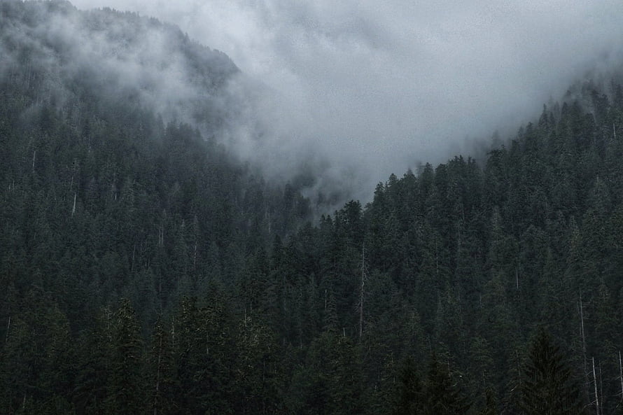 Moody Misty Forest Landscape with Dark Evergreen Trees and Low Hanging Fog HD wallpaper