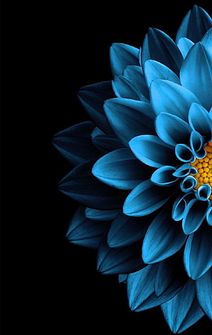 Dark Blue Chrysanthemum Close-Up on Black Background HD phone wallpaper