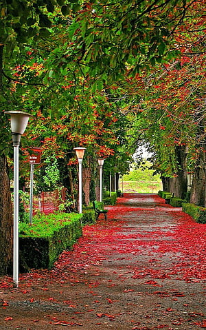 Vibrant Tree-Lined Park Pathway With Red Fallen Leaves And Garden Lamps HD phone wallpaper