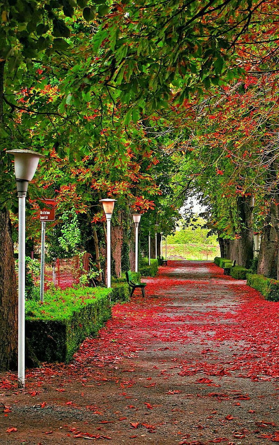 Vibrant Tree-Lined Park Pathway With Red Fallen Leaves And Garden Lamps HD phone wallpaper