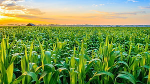 Vast Green Cornfield Stretching to the Horizon Under a Golden Sunset Sky HD wallpaper