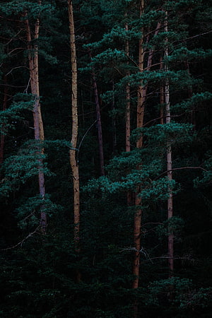 Towering Pine Trees in a Dark, Mysterious Evergreen Forest at Dusk HD phone wallpaper