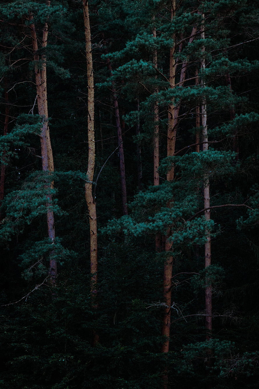 Towering Pine Trees in a Dark, Mysterious Evergreen Forest at Dusk HD phone wallpaper