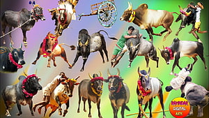 Jallikattu Kalai Bull Taming Tradition in Tamil Nadu India HD wallpaper