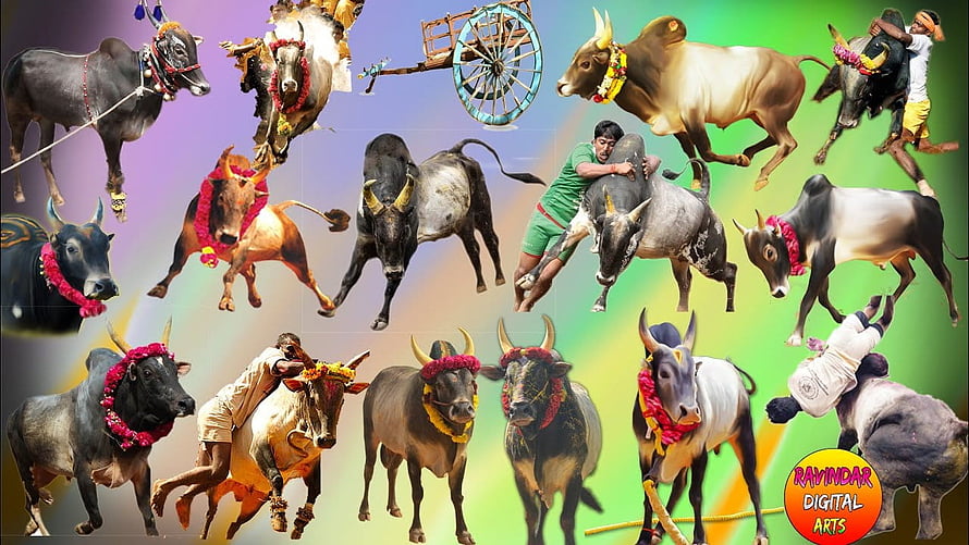 Jallikattu Kalai Bull Taming Tradition in Tamil Nadu India HD wallpaper