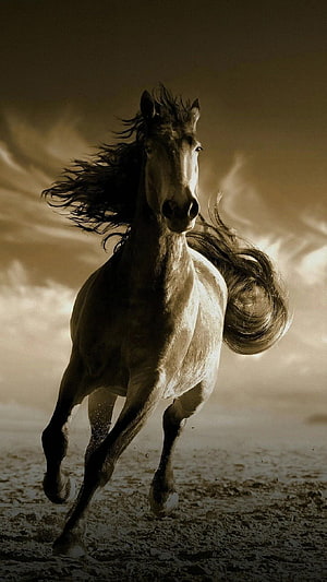 Dramatic Sepia Photograph of a Galloping Horse with Flowing Mane and Tail HD phone wallpaper