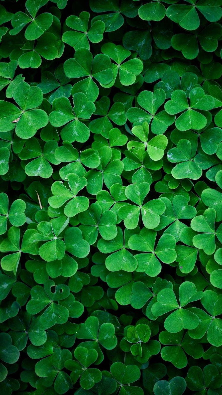 Vibrant Green Clover Leaves Nature Pattern HD phone wallpaper