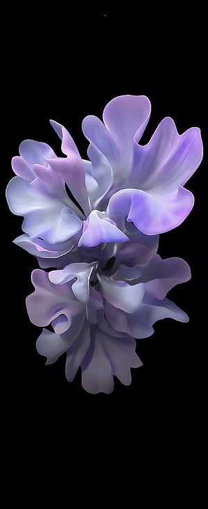Elegant Purple Orchid Blossom on Black Background HD phone wallpaper