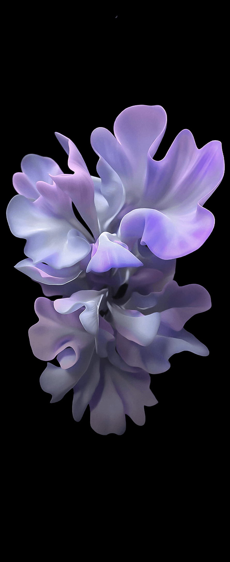 Elegant Purple Orchid Blossom on Black Background HD phone wallpaper