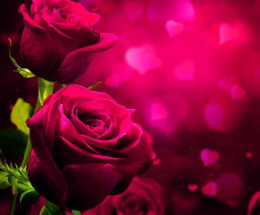 Vibrant Pink Roses with Heart-Shaped Bokeh Background HD wallpaper