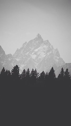 Monochrome Mountain Peak Rising Above Silhouetted Evergreen Forest in Misty Fog HD phone wallpaper