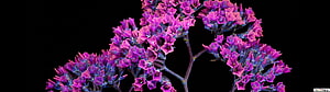 Vibrant Purple Spring Flowers Against a Deep Black Background HD wallpaper
