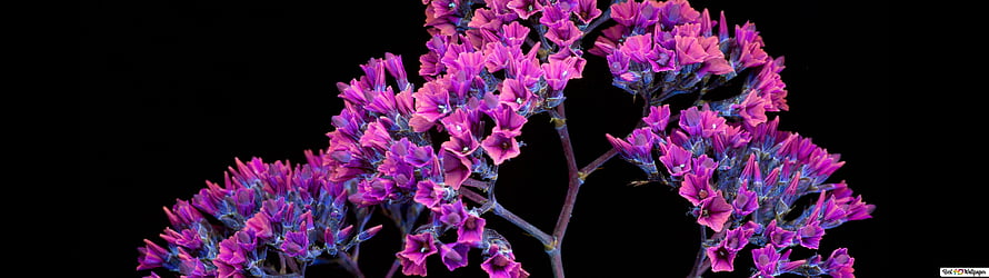 Vibrant Purple Spring Flowers Against a Deep Black Background HD wallpaper