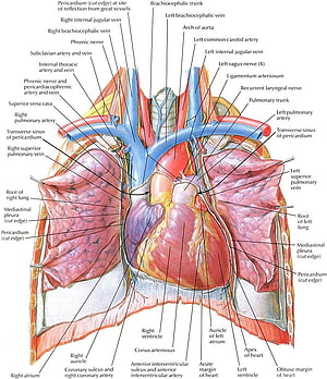Detailed Human Heart and Lungs Anatomy Diagram with Major Vessels and Nerves HD phone wallpaper
