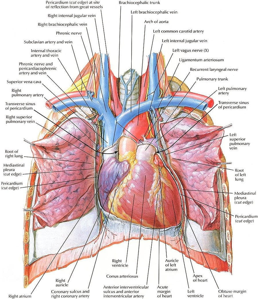 Detailed Human Heart and Lungs Anatomy Diagram with Major Vessels and Nerves HD phone wallpaper