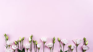 Minimalist White Eustoma Blooms Arranged Along a Soft Pink Background HD wallpaper