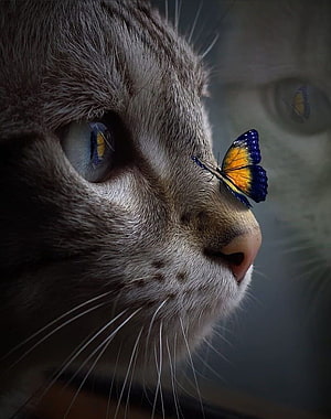 Close-up portrait of a grey tabby cat with a vibrant blue and orange butterfly resting on its nose HD phone wallpaper