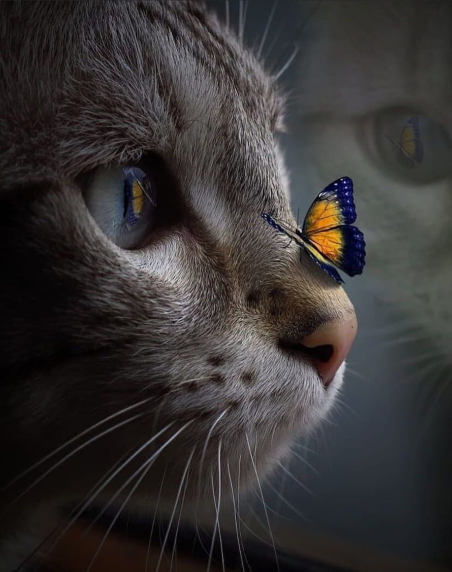 Close-up portrait of a grey tabby cat with a vibrant blue and orange butterfly resting on its nose HD phone wallpaper