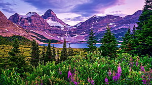 Maligne Lake and Mount Robson at Dusk with Wildflowers and Evergreens HD wallpaper