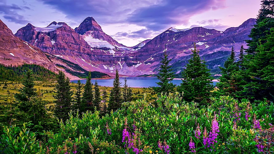 Maligne Lake and Mount Robson at Dusk with Wildflowers and Evergreens HD wallpaper