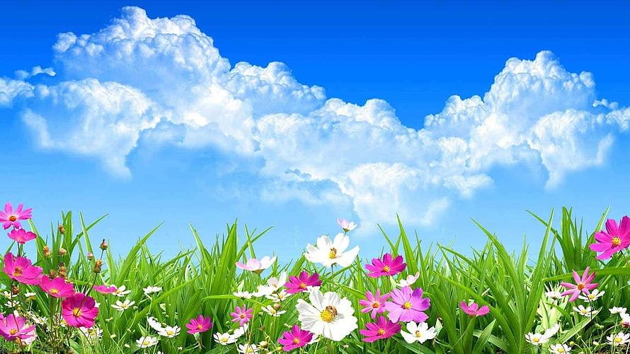Vibrant Cosmos Flowers Blooming in Green Grass Under a Bright Blue Sky with Fluffy White Clouds HD wallpaper