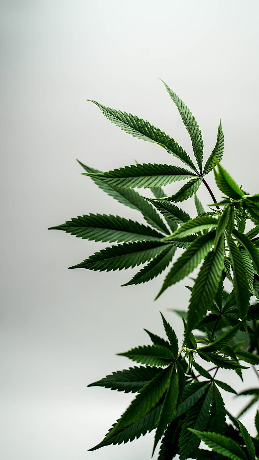 Vibrant Green Cannabis Leaves Against a Soft White Background HD phone wallpaper