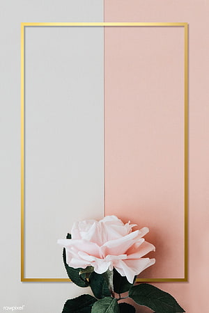 Elegant Minimalist Floral Frame with Soft Pink Rose and Gold Border HD phone wallpaper