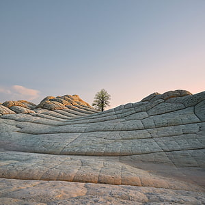 Sculpted Sandstone Dunes with a Solitary Tree at Golden Hour HD phone wallpaper