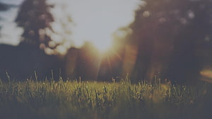 Sunlight Breaking Through Trees Over a Grassy Field at Dawn HD wallpaper