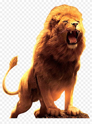 Majestic Male Lion Roaring with Full Mane on Rocky Outcrop HD phone wallpaper