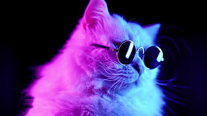Fluffy White Cat Wearing Round Sunglasses Under Neon Pink and Blue Lighting HD wallpaper