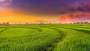 Vibrant Green Rice Paddies Under a Dramatic Sunset Sky HD wallpaper