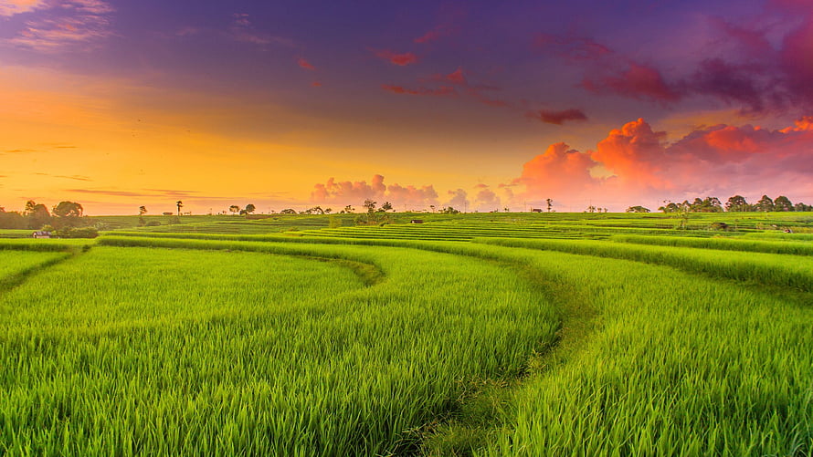 Vibrant Green Rice Paddies Under a Dramatic Sunset Sky HD wallpaper