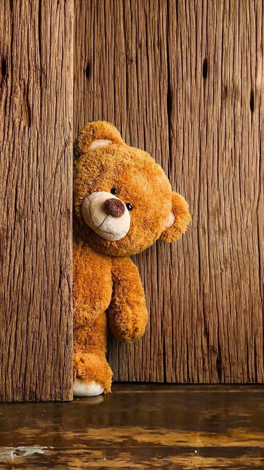 Cute Golden Teddy Bear Peeking from Behind a Rustic Wooden Wall HD phone wallpaper