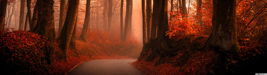 Misty Autumn Forest Path Lined With Vibrant Red Foliage and Tall Trees HD wallpaper