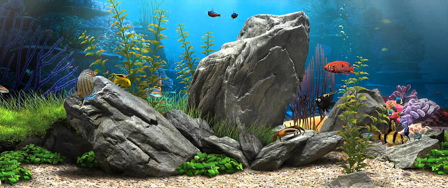 Vibrant freshwater aquarium with colorful fish, aquatic plants, and large rock formations HD wallpaper
